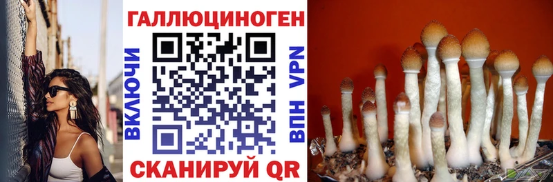 блэк спрут tor Качканар Псилоцибиновые грибы Cubensis